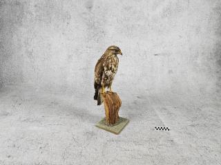 MYSZOŁOW SPREPAROWANY WYPCHANY