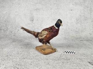 BAŻANT SPREPAROWANY WYPCHANY