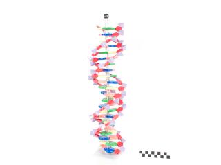 MODEL DNA BIOLOGICZNY POMOC DYDAKTYCZNA