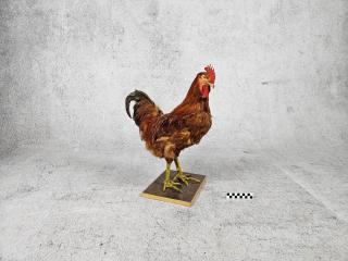 KOGUT SPREPAROWANY WYPCHANY